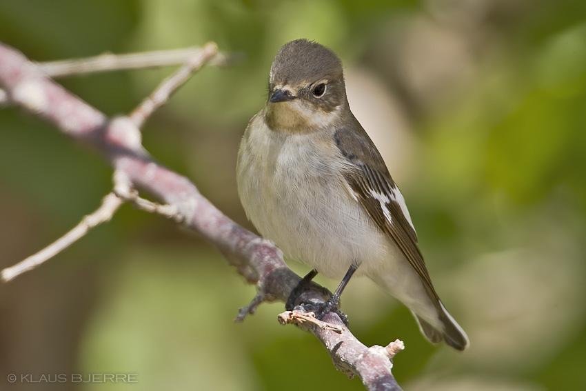 Collared Flycatcher_KBJ8800.jpg - Collared Flycatcher female - Kibbutz Neot Semadar